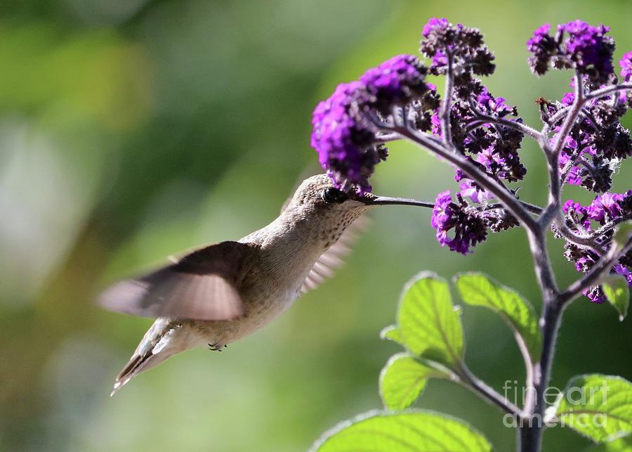 Hummingbird at Purple Flower Photograph by Carol Groenen