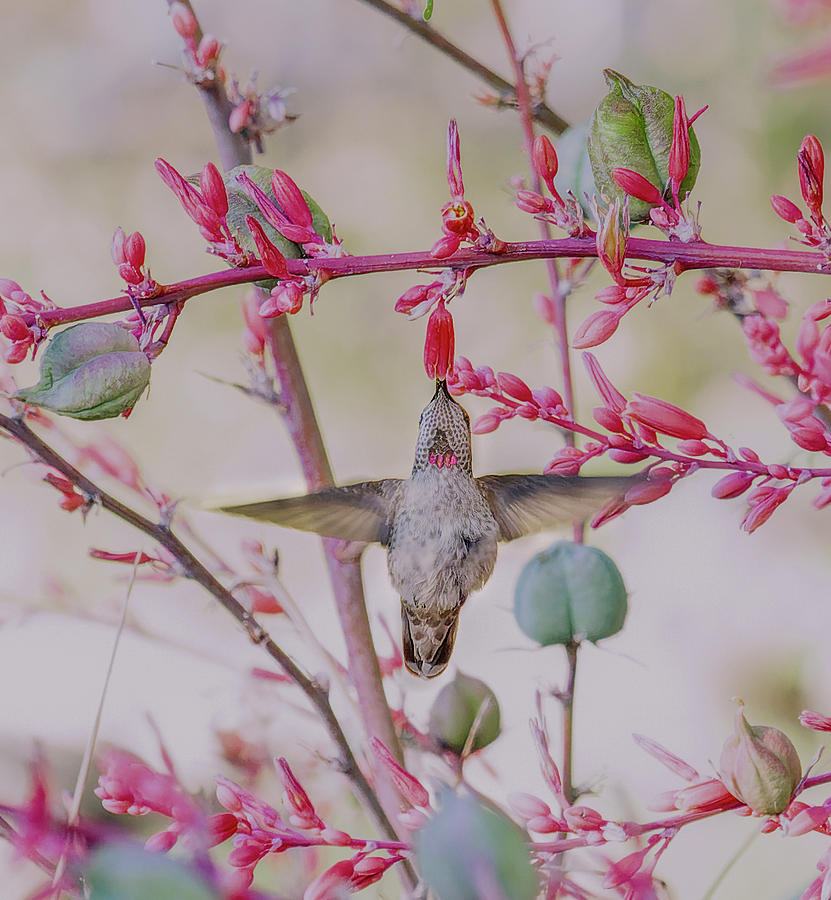 Hummingbird At Red Yucca Photograph by Jim Wilce