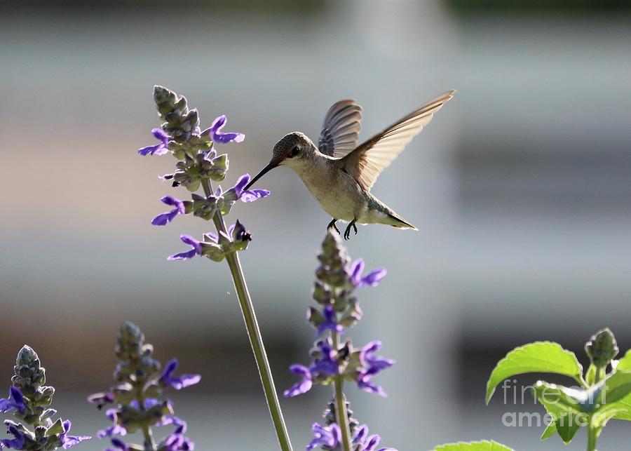 Hummingbird at Salvia Flower Photograph by Carol Groenen