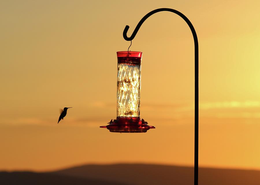 Hummingbird at Sunset Photograph by Daniel Beard