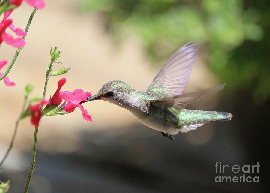 Hummingbird at Sweet Red Flower Photograph by Carol Groenen