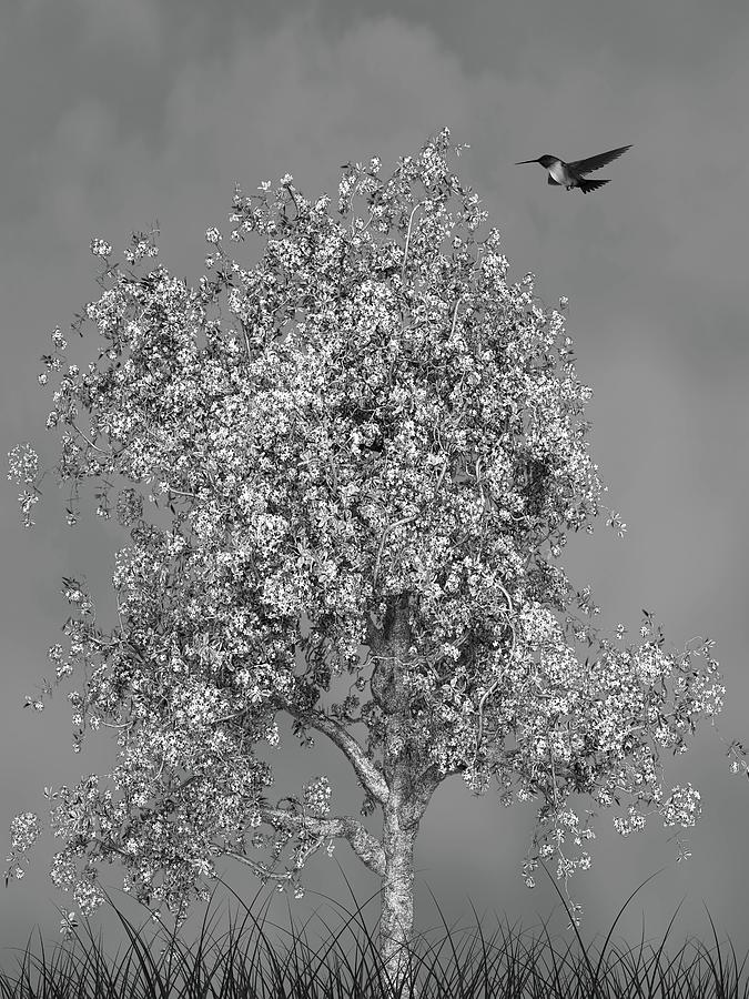 Hummingbird At The Flowering Tree Black and White Mixed Media by David Dehner