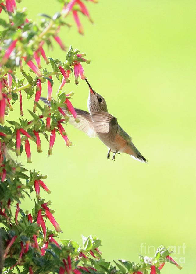 Hummingbird at the Honeybells Photograph by Carol Groenen