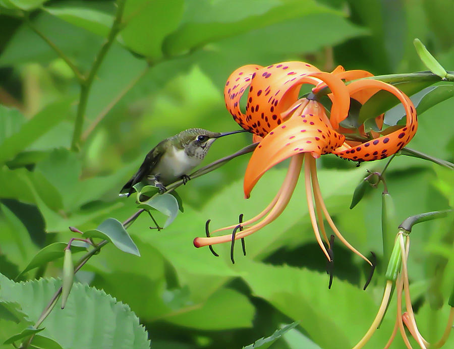 Hummingbird At The Tiger Lily Photograph by Rebecca Grzenda