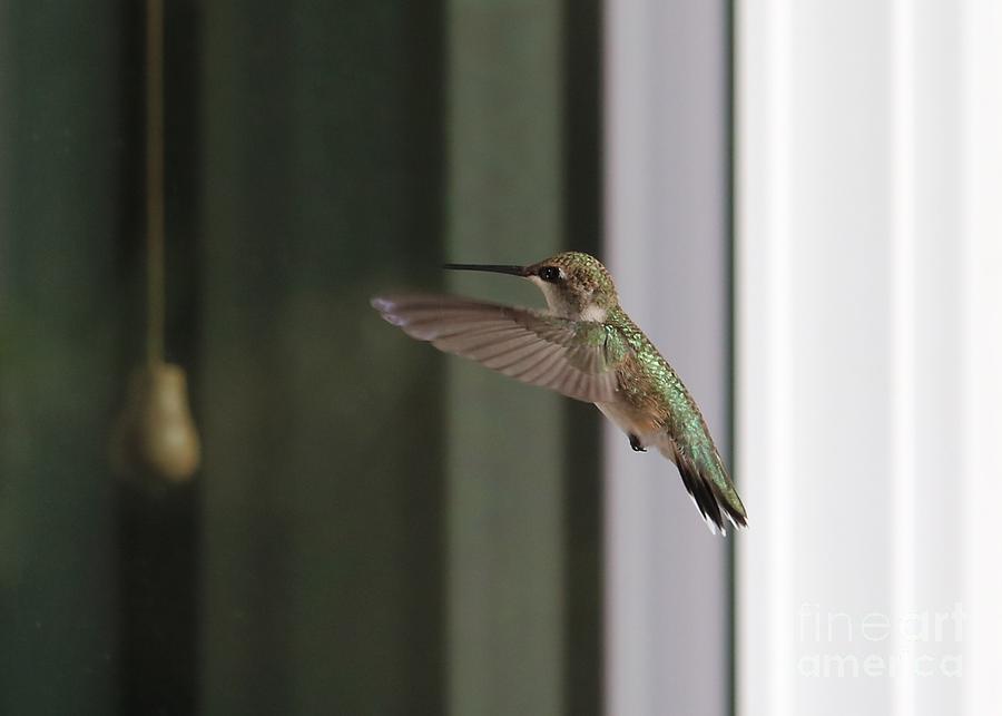 Hummingbird at the Window Photograph by Carol Groenen