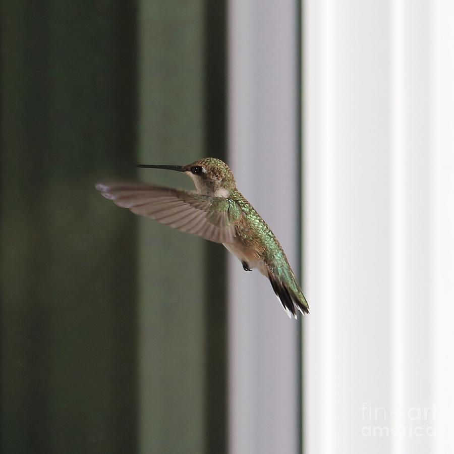 Hummingbird at the Window Square Photograph by Carol Groenen
