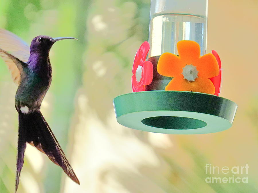 Hummingbird at Water Feeder Photograph by Cybele Chaves