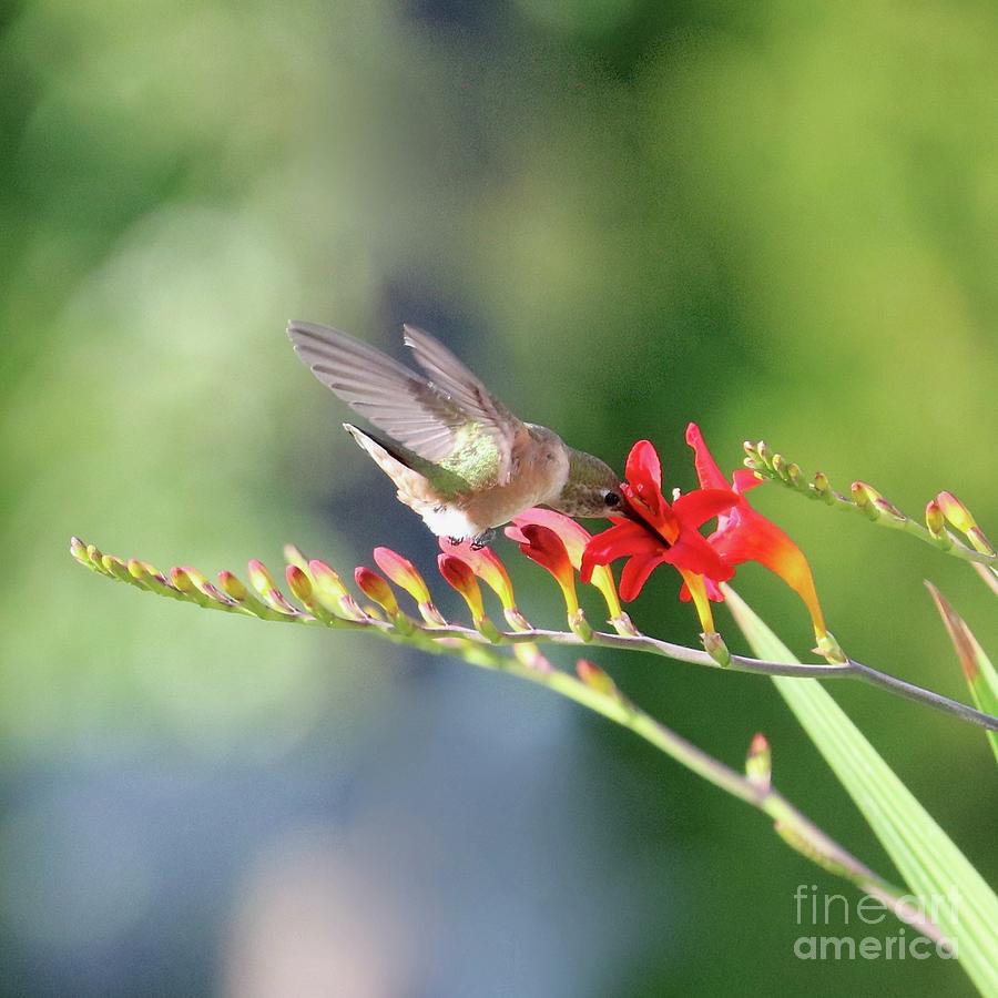 Hummingbird Attraction Square Photograph by Carol Groenen
