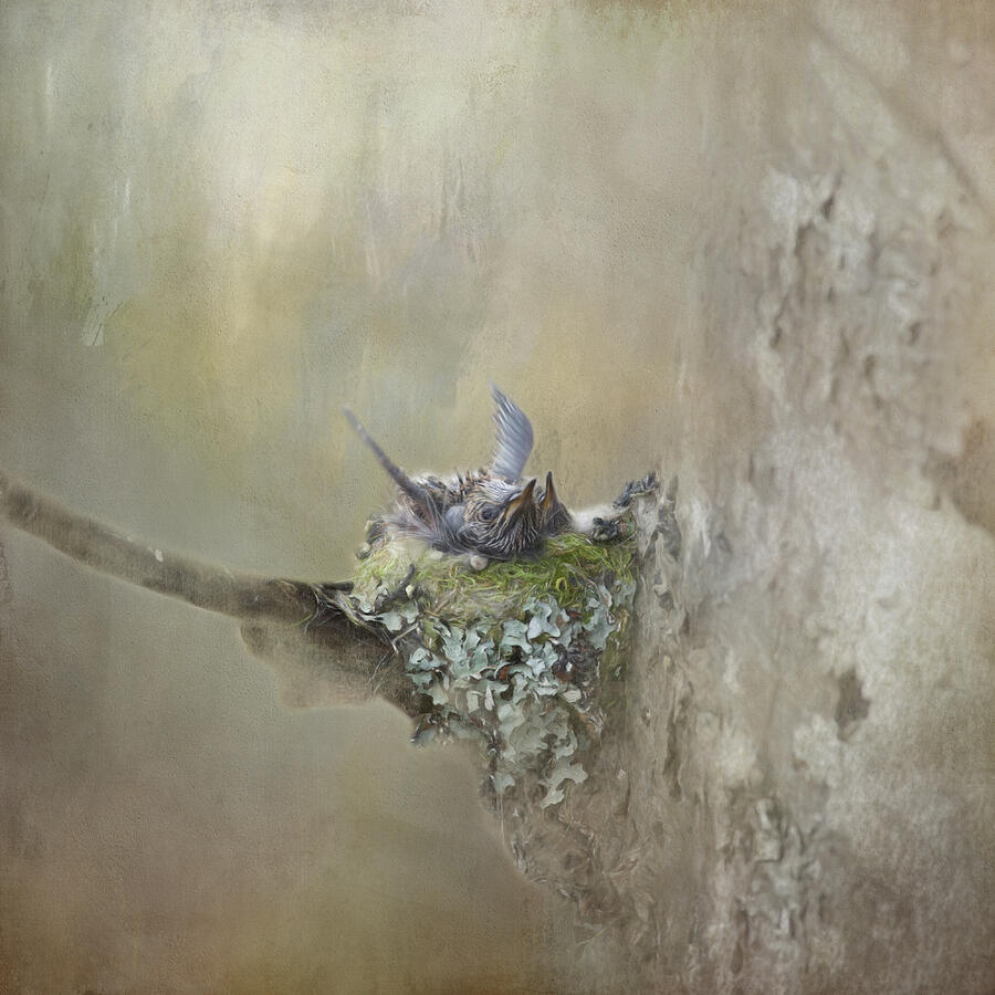 Bird Photograph - Hummingbird Nest 2 by Marilyn Wilson