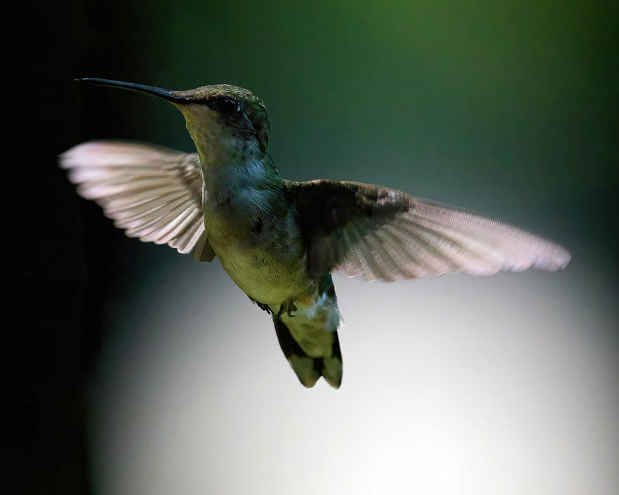 Hummingbird Backlit Photograph by Flinn Hackett