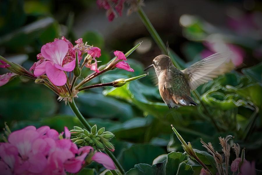 Hummingbird Backyard Photograph by Ernest Echols