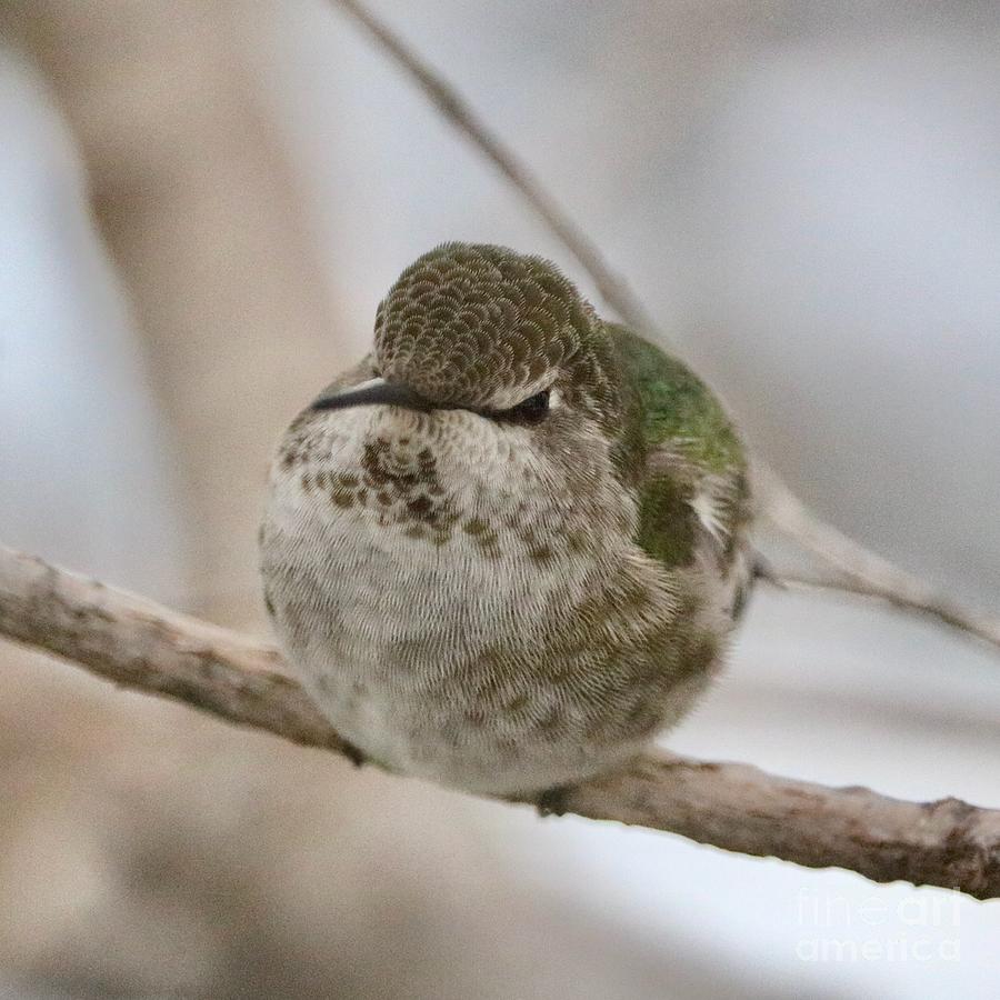 Hummingbird Ball Photograph by Carol Groenen
