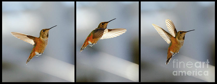 Hummingbird Ballet 2 Photograph by Bob Christopher