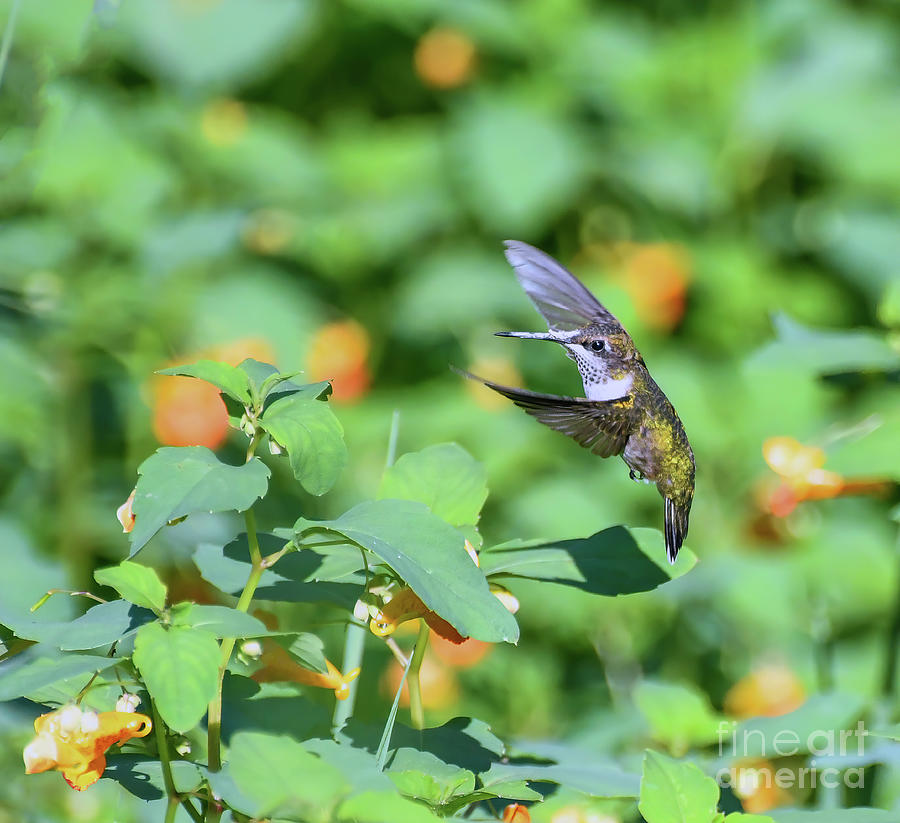 Hummingbird Ballet in the Jewelweed  Photograph by Kerri Farley