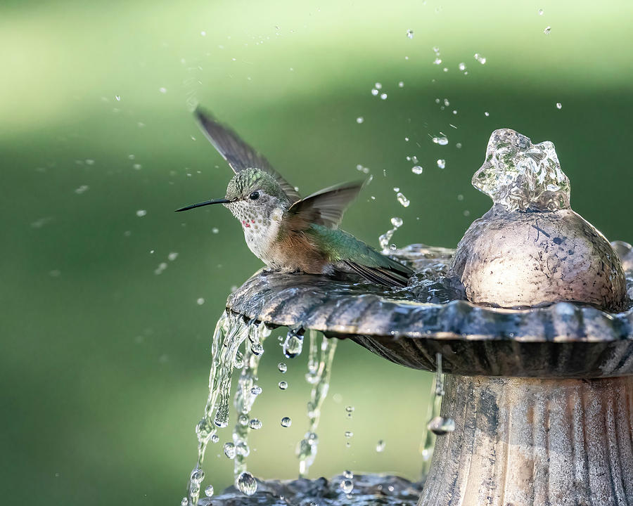 Hummingbird Bathing Photograph by Dawn Key