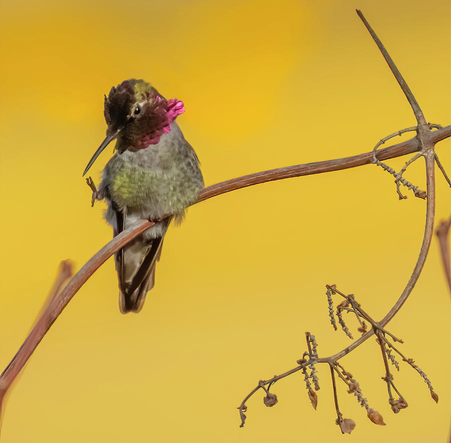 Hummingbird Beak Cleaning Photograph by Bill Ray