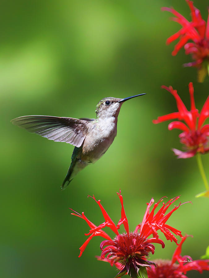 Hummingbird Beauty Photograph by Christina Rollo