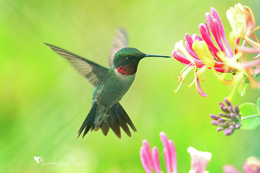 Hummingbird Beauty Photograph by Linda Shannon Morgan