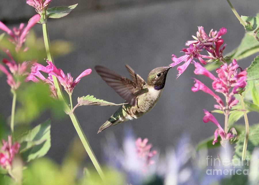 Hummingbird between Pink Flowers Photograph by Carol Groenen