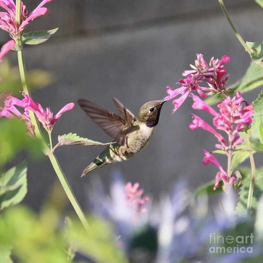 Hummingbird between Pink Flowers Square Photograph by Carol Groenen