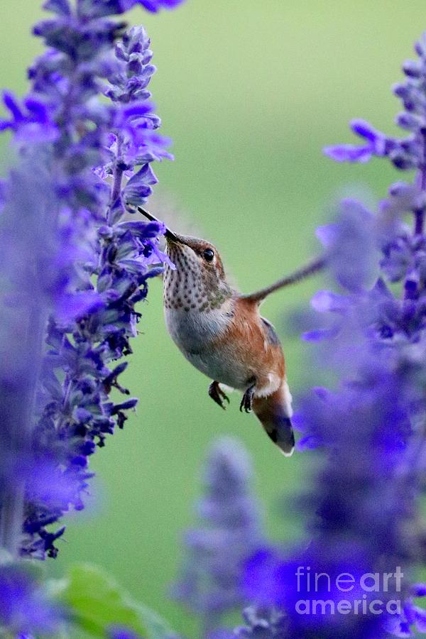 Hummingbird Between Purple Flowers Photograph by Carol Groenen