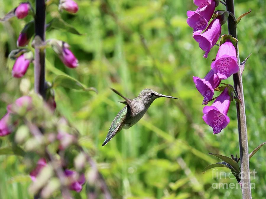 Hummingbird Between the Foxglove Photograph by Carol Groenen