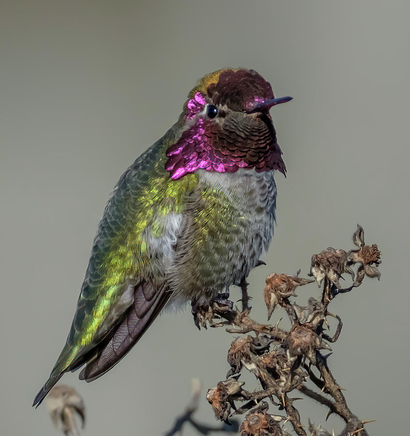 Hummingbird Photograph by Bill Ray