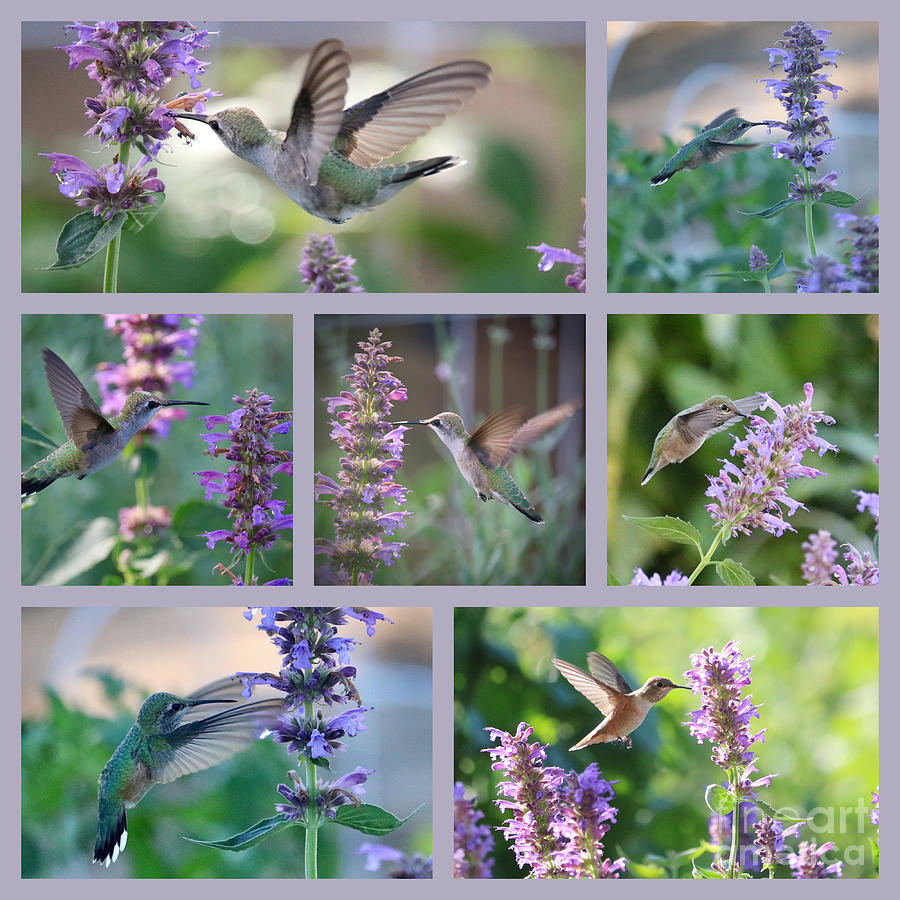Hummingbird Bird Collage with Light Purple Border Photograph by Carol Groenen