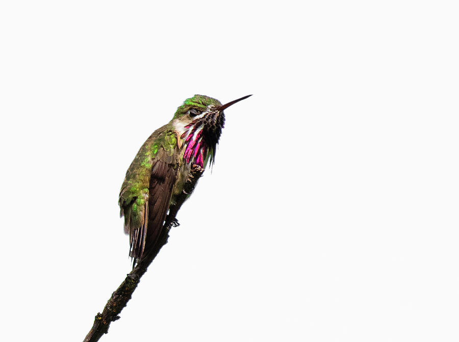 Hummingbird Blink Photograph by Lauren Denos | Pixels