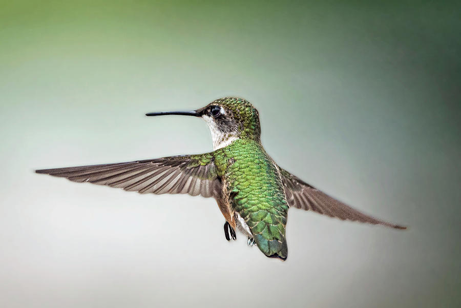 Hummingbird Photograph by Bob Bell
