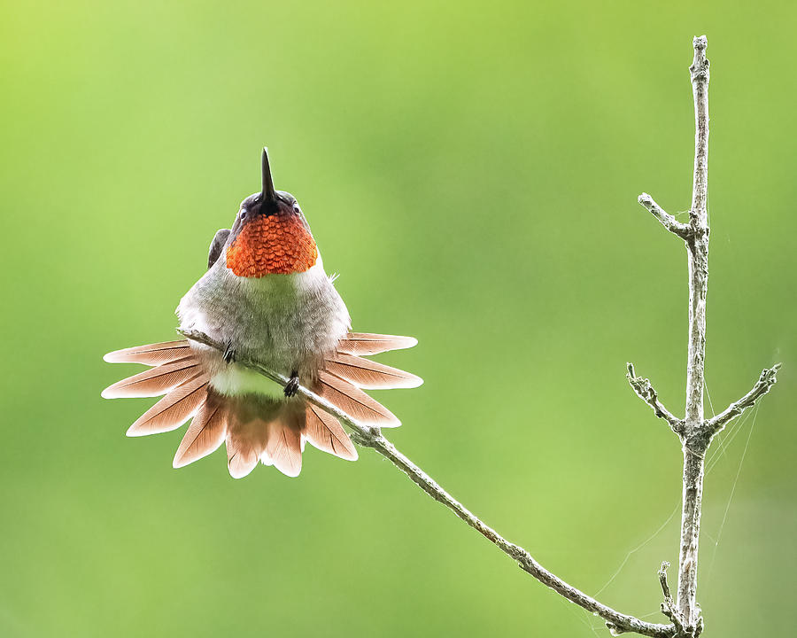 Hummingbird Photograph by Brad Bellisle