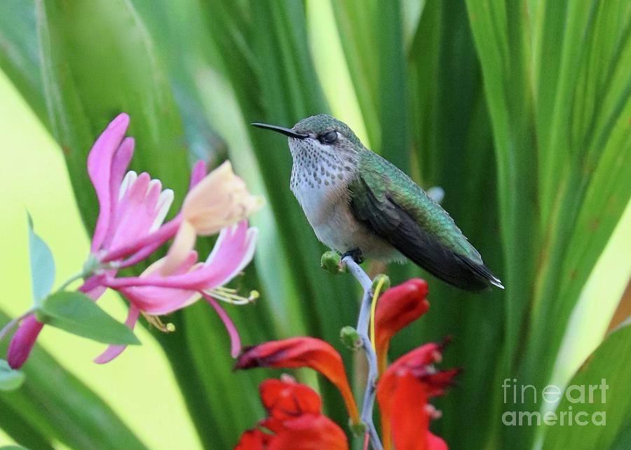 Hummingbird Break Time Photograph by Carol Groenen