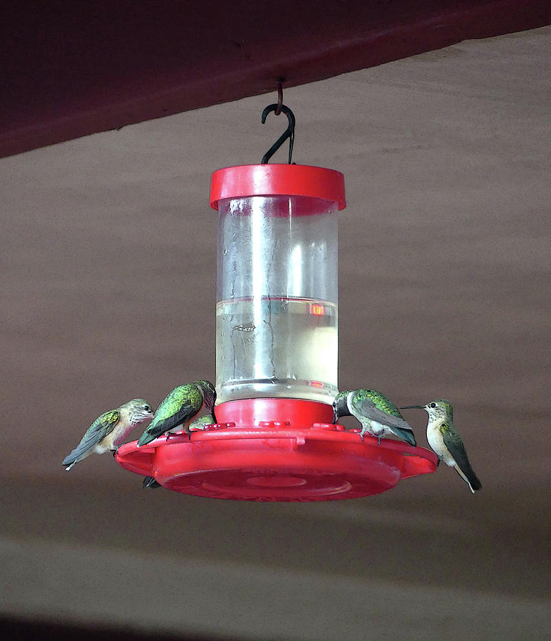 Hummingbird Breakfast Photograph by Colleen Khouri - Fine Art America