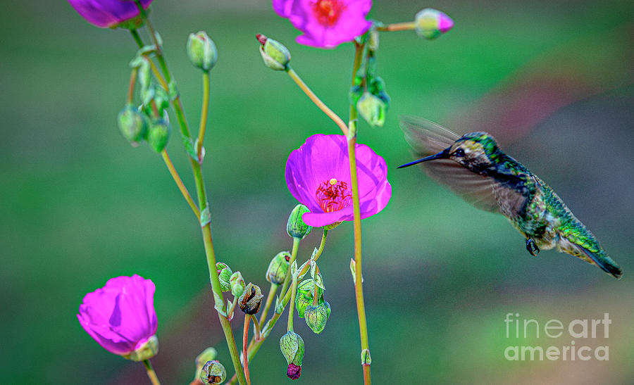 Hummingbird Bright Emerald Photograph