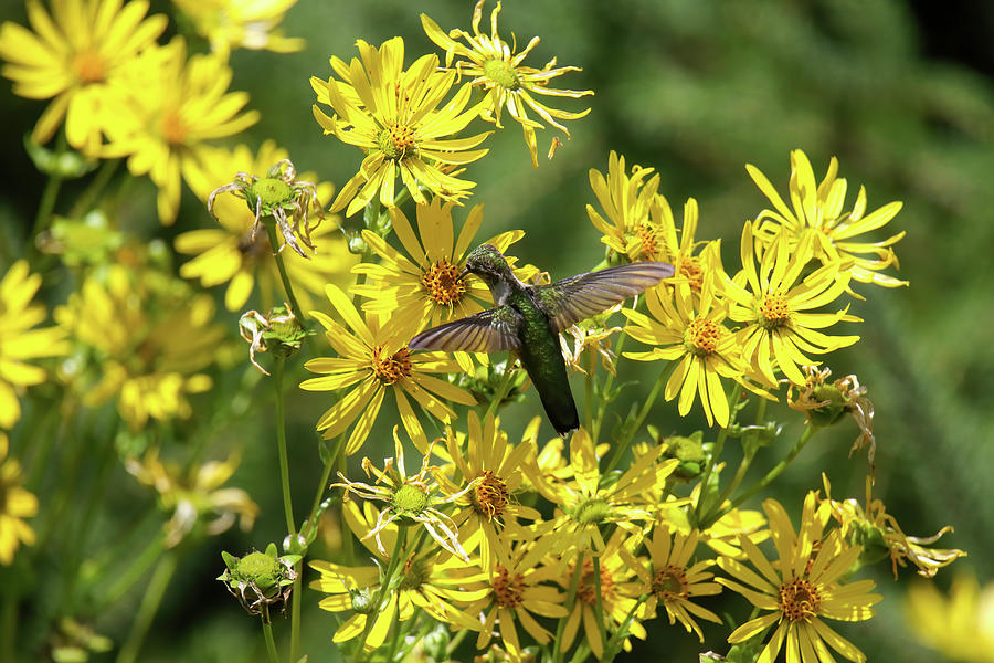 Hummingbird  Photograph by Brook Burling