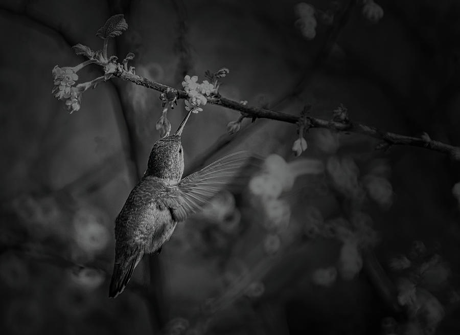 Hummingbird BW Photograph by Ernest Echols