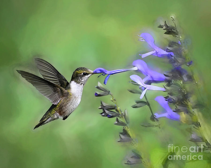Hummingbird Captures the Flower Photograph by Kerri Farley