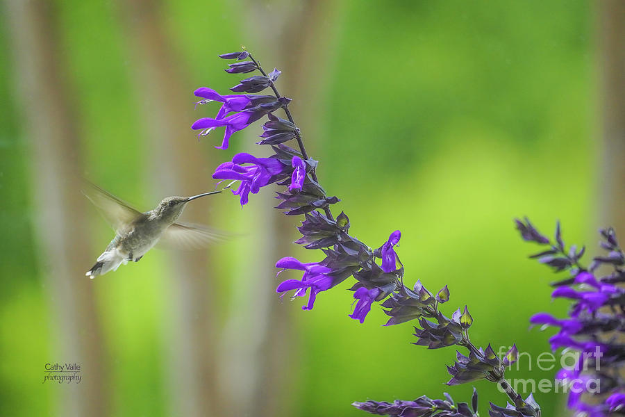 Hummingbird Photograph by Cathy Valle