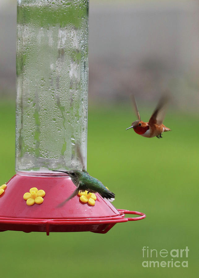 Hummingbird Chase Photograph by Carol Groenen