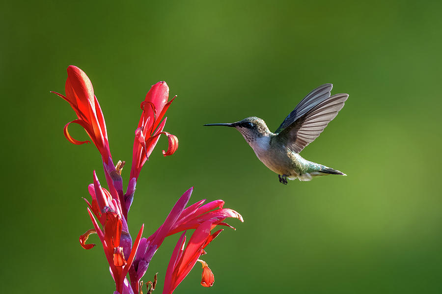 Hummingbird checking vibrant Canna lily Photograph by Lenin ...