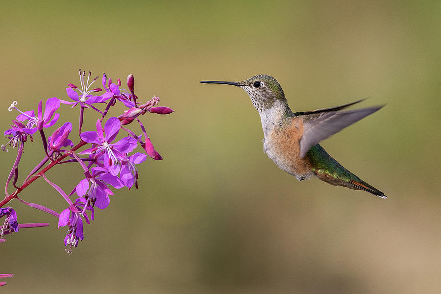 Hummingbird Checks out the Fireweed Photograph by Tony Hake