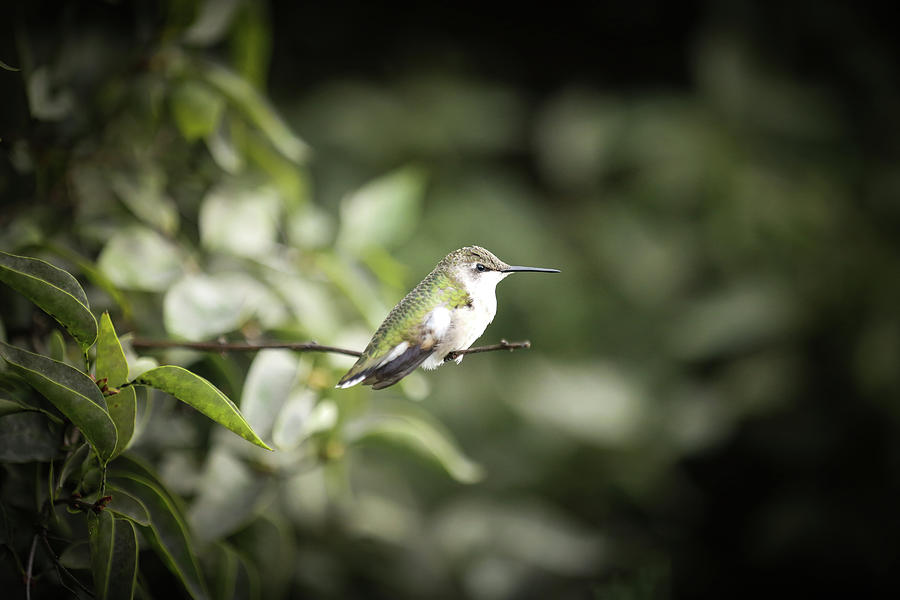Hummingbird Chill Photograph by Nicole Engstrom