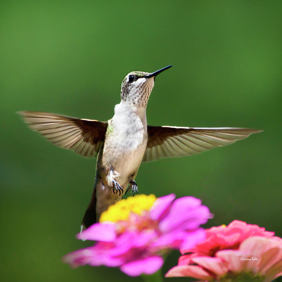 Hummingbird Photograph - Hummingbird by Christina Rollo