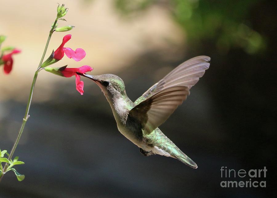 Hummingbird Clarity Photograph by Carol Groenen