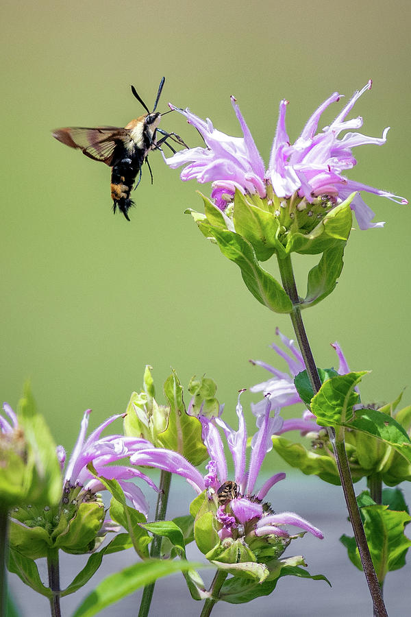 Hummingbird Clearwing Moth Photograph by Bill Wakeley