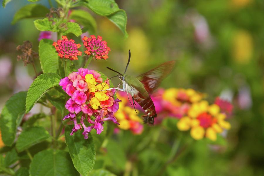 Hummingbird Clearwing Moth on Lantana Photograph by Liza Eckardt