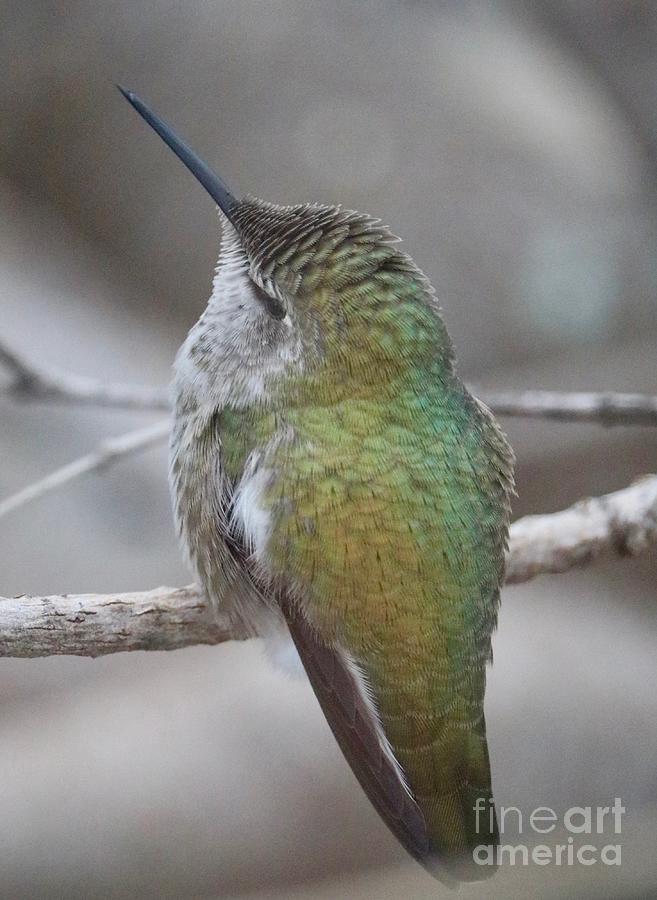 Hummingbird Close Up Photograph by Carol Groenen