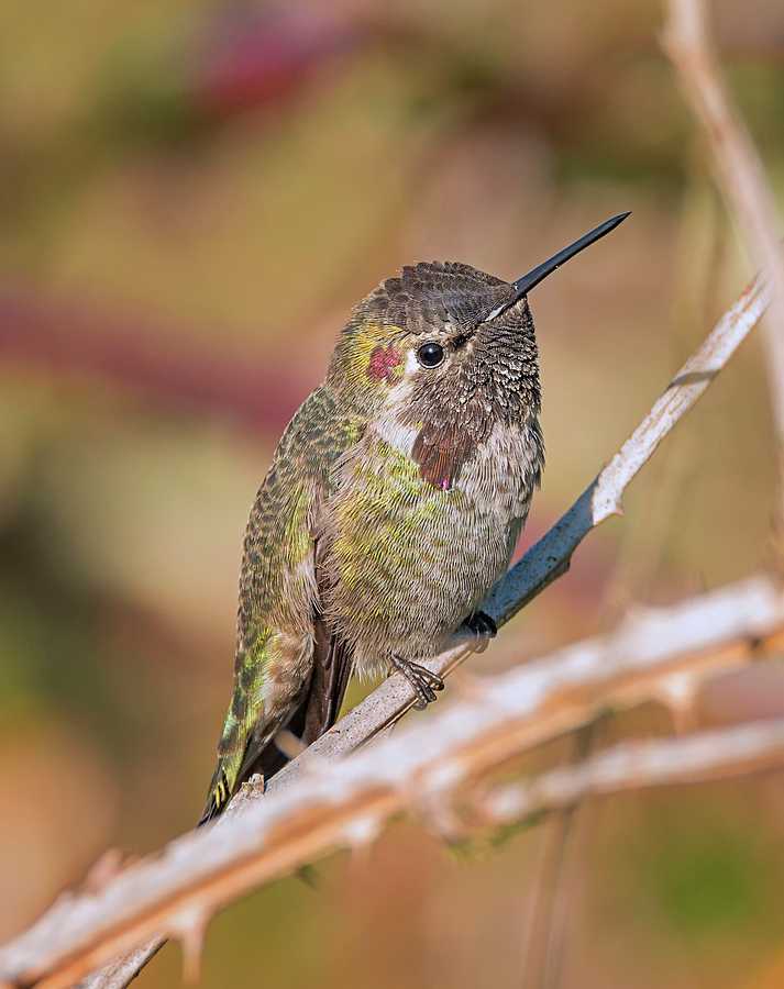 Hummingbird Close Up Photograph by Loree Johnson
