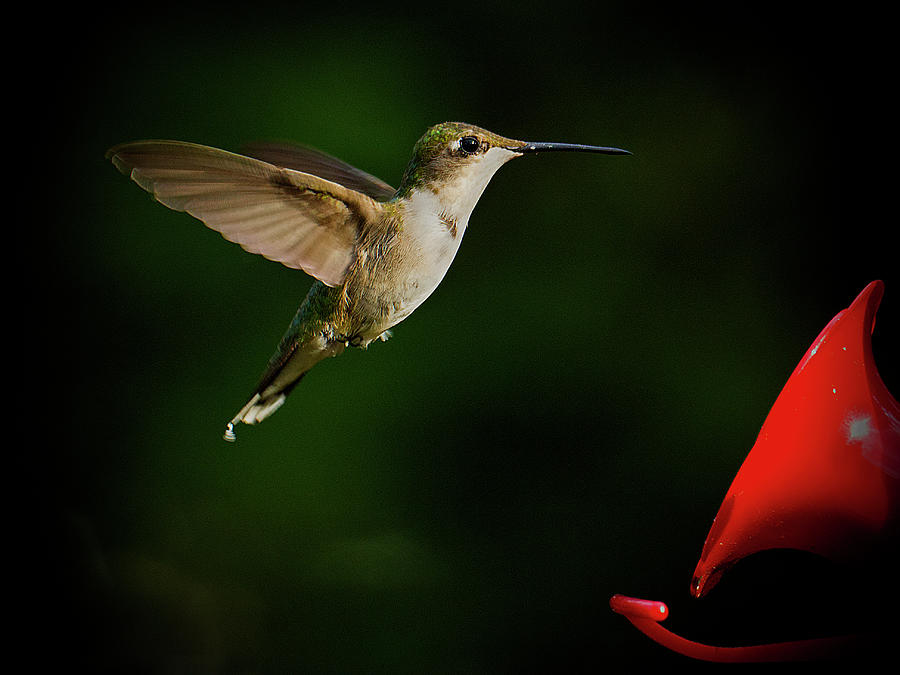 Hummingbird Closes in on Feeder Photograph by Charles Floyd