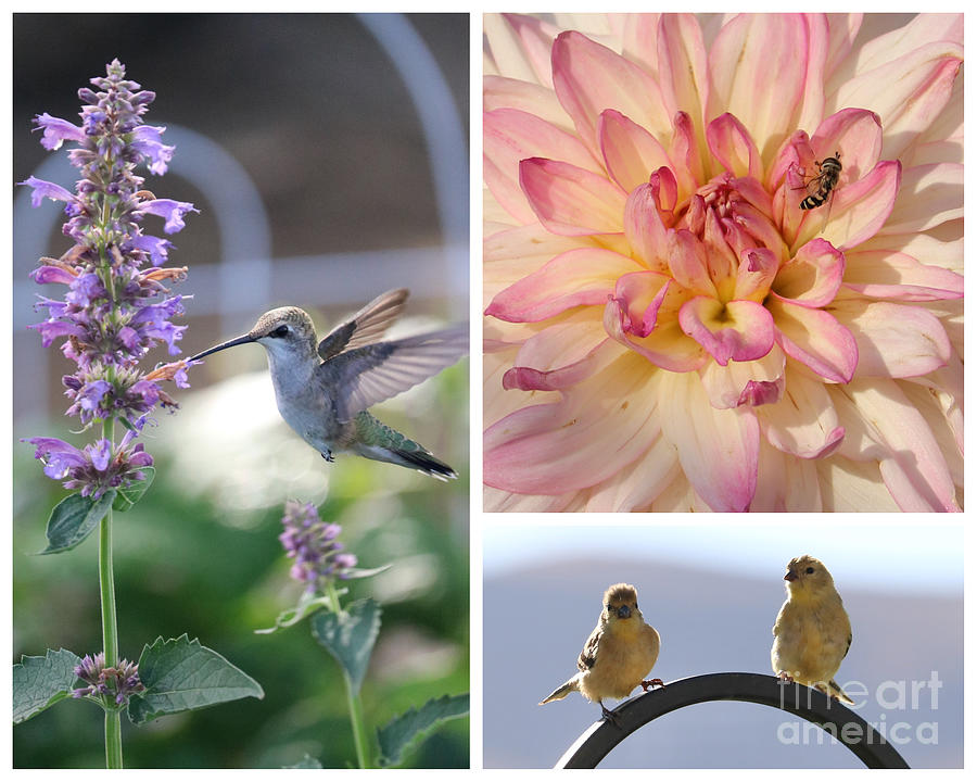Hummingbird Collage 8 Photograph by Carol Groenen